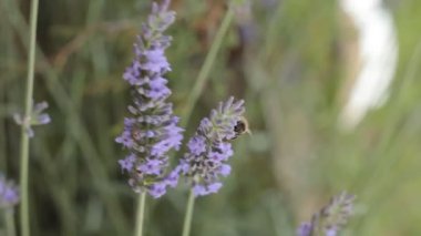 Bir arı lavantanın etrafında uçar