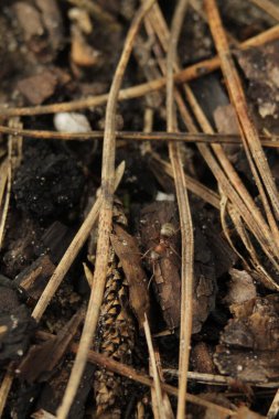 ekran koruyucu karıncalar, kuru dalların arka planında küçük bir karınca, kuru dalların dokulu arkaplanı