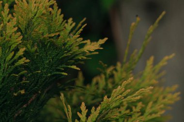 Güzel botanik fotoğrafı, doğal duvar kağıdı.