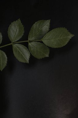 metin için alanı olan siyah arkaplanda yeşil yapraklar
