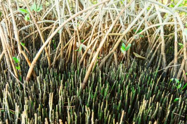 Düşük tide kırmızı mangrov prop kökleri ve siyah mangrov pneumatophores Florida'nın Weedon Adası korumak, arapsaçı ortaya koyar.