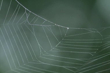 Yağmur damlaları sarılmak için bir örümcek ağı