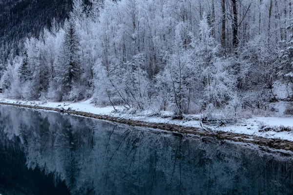 Mrozem Pokryte Drzewami Odzwierciedlane Turkusowych Wód Eklutna Tailrace Eklutna Alaska — Zdjęcie stockowe