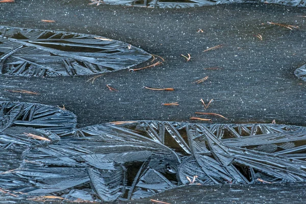Çam iğneleri ve buz — Stok fotoğraf