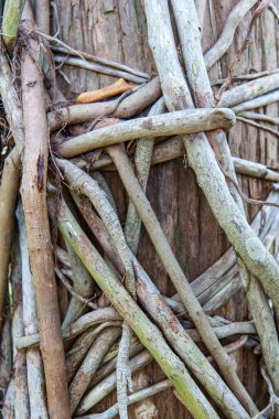 Tangled Philodendron kökleri 