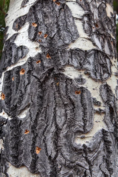 Texture della corteccia di Aspen cicatrizzata — Foto Stock