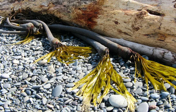 Kelp i Driftwood Obrazy Stockowe bez tantiem