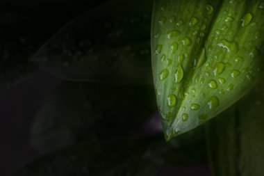 Yeşil çizgili yaprak suyu - soyut yeşil damla ile doğa arka plan, doğal fotoğraf