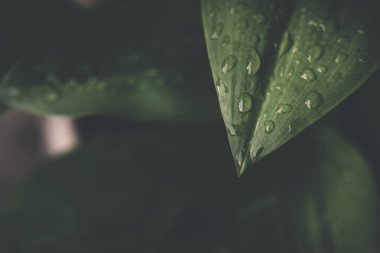 Yeşil çizgili yaprak suyu - soyut yeşil damla ile doğa arka plan, doğal fotoğraf (Vintage sesi)