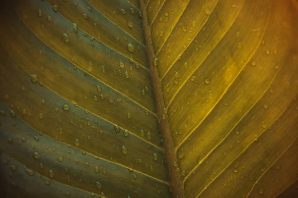 Zielony Liść Kropli Wody Abstrakcja Zielony Pasiasty Tle Natura Naturalne — Zdjęcie stockowe