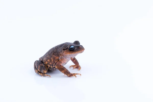 Leptobrachium Chapaense White Eyed Σκουπίδια Βάτραχος Βάτραχος Άσπρο Φόντο Αμφίβιο — Φωτογραφία Αρχείου