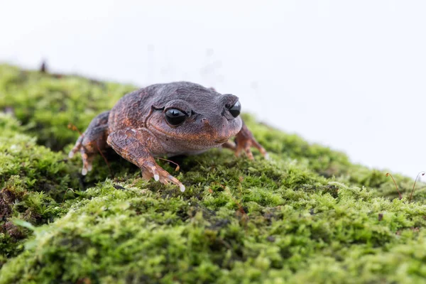 Leptobrachium Chapaense White Eyed くずカエル 白地にカエル タイの両生類 — ストック写真