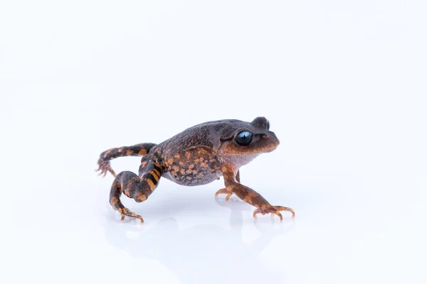 Leptobrachium Chapaense White Miot Żaba Żaba Białym Tle Płaz Tajlandii — Zdjęcie stockowe