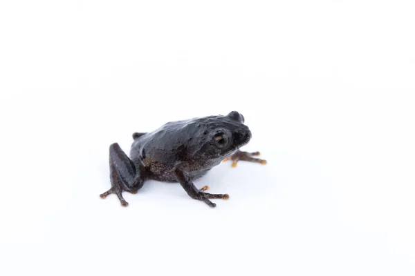 Raorchestes Parvulus Witte Achtergrond — Stockfoto