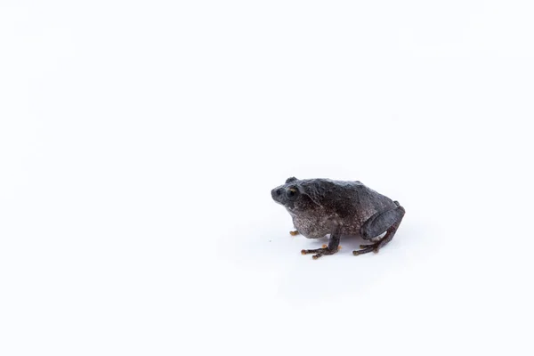 Raorchestes Parvulus Bílém Pozadí — Stock fotografie