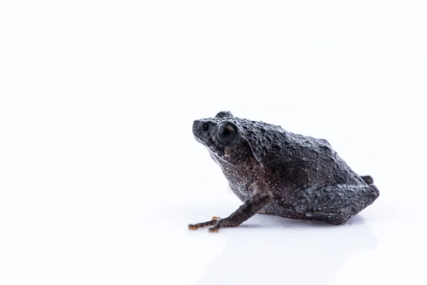 Raorchestes Parvulus Auf Weißem Hintergrund — Stockfoto