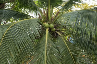 taze hindistan cevizi ağacı üzerinde