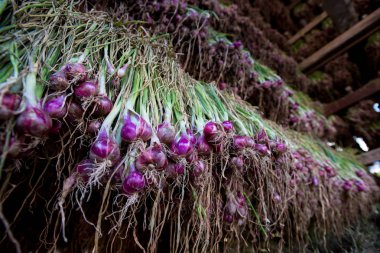 Arpacık kırmızı soğan (Allium ascalonicum), kuzeydoğu Tayland Sebze Bahçe tarım arazileri