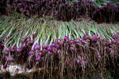 Arpacık kırmızı soğan (Allium ascalonicum), kuzeydoğu Tayland Sebze Bahçe tarım arazileri
