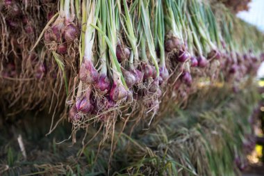 Arpacık kırmızı soğan (Allium ascalonicum), kuzeydoğu Tayland Sebze Bahçe tarım arazileri