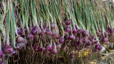 Arpacık kırmızı soğan (Allium ascalonicum), kuzeydoğu Tayland Sebze Bahçe tarım arazileri