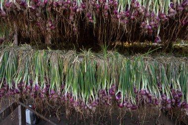 Arpacık kırmızı soğan (Allium ascalonicum), kuzeydoğu Tayland Sebze Bahçe tarım arazileri