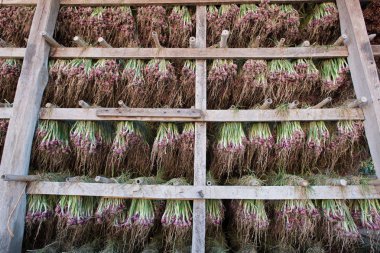 Arpacık kırmızı soğan (Allium ascalonicum), kuzeydoğu Tayland Sebze Bahçe tarım arazileri