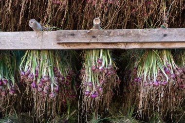 Arpacık kırmızı soğan (Allium ascalonicum), kuzeydoğu Tayland Sebze Bahçe tarım arazileri