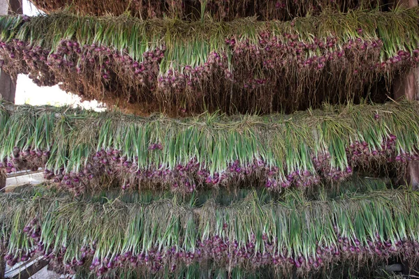 Arpacık kırmızı soğan (Allium ascalonicum), kuzeydoğu Tayland Sebze Bahçe tarım arazileri