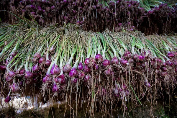 Arpacık kırmızı soğan (Allium ascalonicum), kuzeydoğu Tayland Sebze Bahçe tarım arazileri