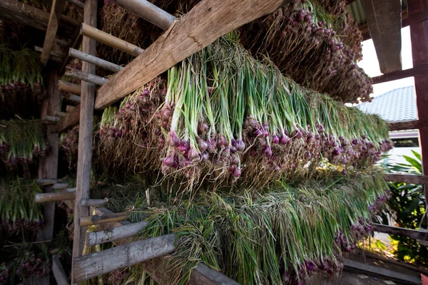 Arpacık kırmızı soğan (Allium ascalonicum), kuzeydoğu Tayland Sebze Bahçe tarım arazileri