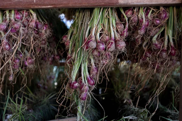 Arpacık kırmızı soğan (Allium ascalonicum), kuzeydoğu Tayland Sebze Bahçe tarım arazileri