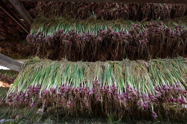 Arpacık kırmızı soğan (Allium ascalonicum), kuzeydoğu Tayland Sebze Bahçe tarım arazileri