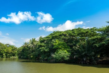 Nehir ve yeşil bitki örtüsü bitki ve ağaçlar ile manzara .