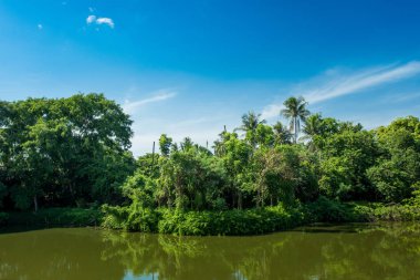 Nehir ve yeşil bitki örtüsü bitki ve ağaçlar ile manzara .