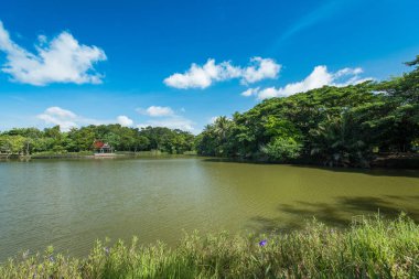 Nehir ve yeşil bitki örtüsü bitki ve ağaçlar ile manzara .