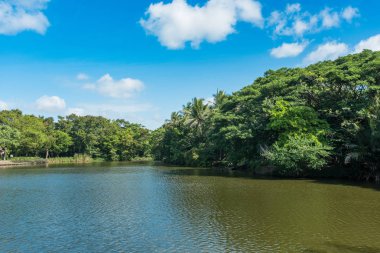 Nehir ve yeşil bitki örtüsü bitki ve ağaçlar ile manzara .