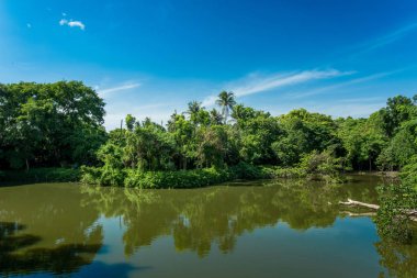 Nehir ve yeşil bitki örtüsü bitki ve ağaçlar ile manzara .