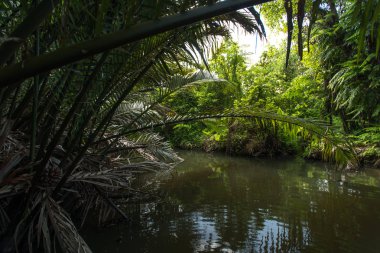 Nehir ve yeşil bitki örtüsü bitki ve ağaçlar ile manzara .