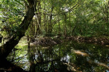 Nehir ve yeşil bitki örtüsü bitki ve ağaçlar ile manzara .