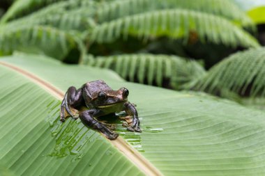 Rhacophorus feae (RecberUludağ ağaç kurbağası), Kuzey Tayland tropikal yağmur ormanları, büyük palmiye yaprağı üzerinde ağaç kurbağası
