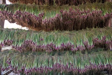 Arpacık kırmızı soğan (Allium ascalonicum), kuzeydoğu Tayland Sebze Bahçe tarım arazileri
