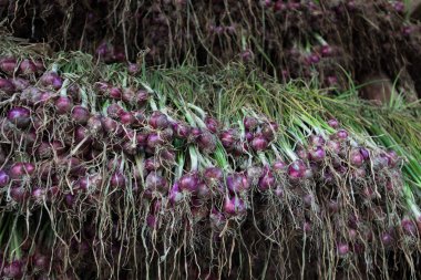 Arpacık kırmızı soğan (Allium ascalonicum), kuzeydoğu Tayland Sebze Bahçe tarım arazileri