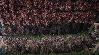 Arpacık kırmızı soğan (Allium ascalonicum), kuzeydoğu Tayland Sebze Bahçe tarım arazileri