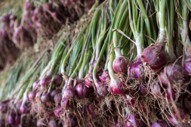 Arpacık kırmızı soğan (Allium ascalonicum), kuzeydoğu Tayland Sebze Bahçe tarım arazileri