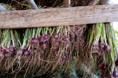 Arpacık kırmızı soğan (Allium ascalonicum), kuzeydoğu Tayland Sebze Bahçe tarım arazileri