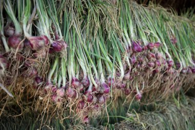 Arpacık kırmızı soğan (Allium ascalonicum), kuzeydoğu Tayland Sebze Bahçe tarım arazileri