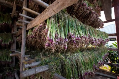 Arpacık kırmızı soğan (Allium ascalonicum), kuzeydoğu Tayland Sebze Bahçe tarım arazileri