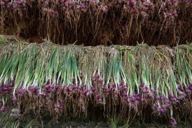 Arpacık kırmızı soğan (Allium ascalonicum), kuzeydoğu Tayland Sebze Bahçe tarım arazileri