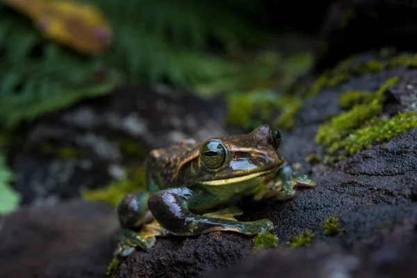 Rhacophorus Feae Feas Tree Frog Rana Sulle Grandi Foglie Palma — Foto Stock